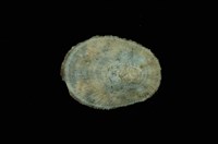 藏品(花笠螺)的圖片